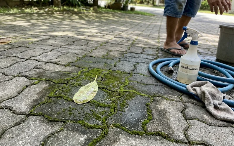 Algae and moss growing in the joints of shaded interlocking pavers